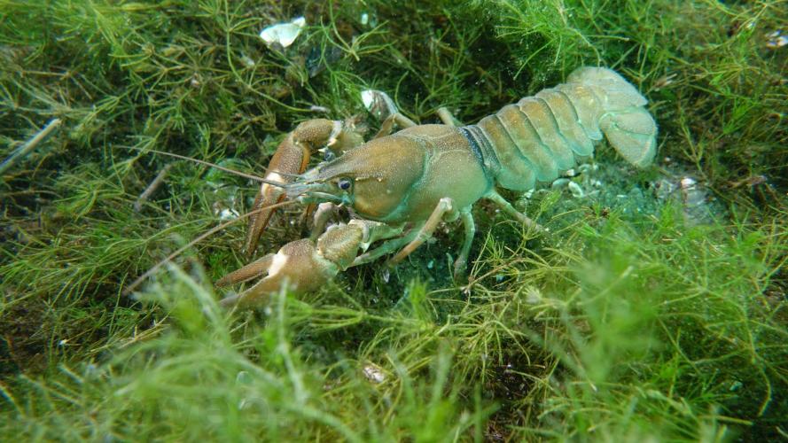 hermance crayfish